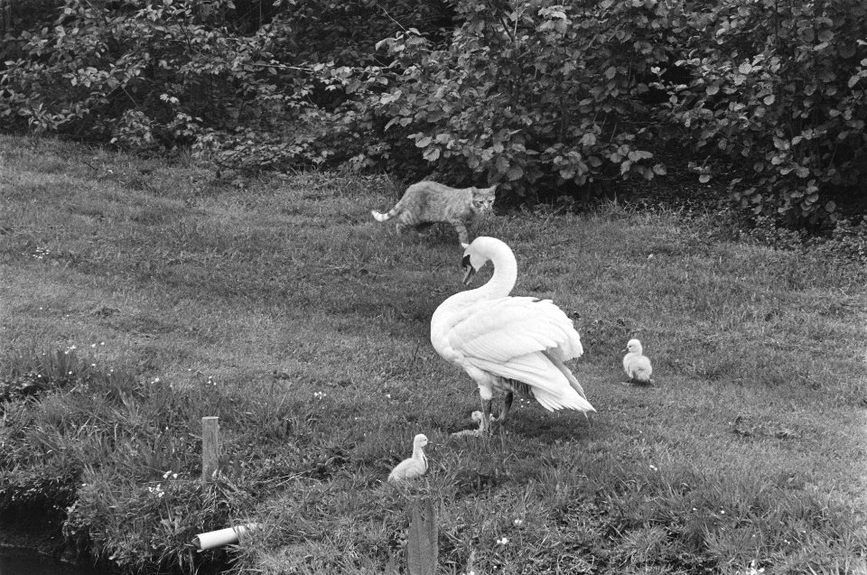 Kat loert op jongen van zwaan (27a) kat wordt verjaagd door moeder (28a), Bestanddeelnr 933-9824