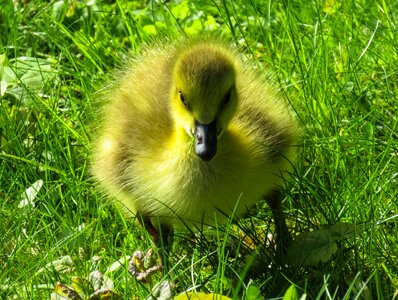 Young goose goslings cute