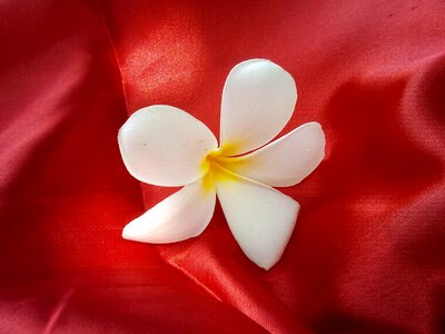 Red fabric white flowers