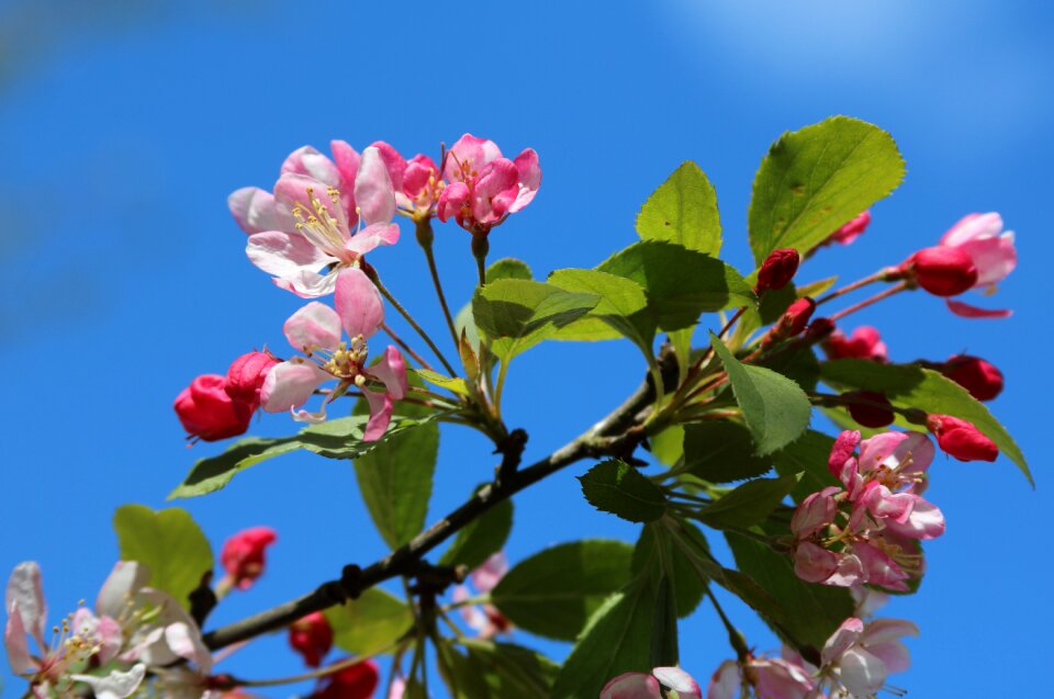 Spring cherry cherry blossom photo