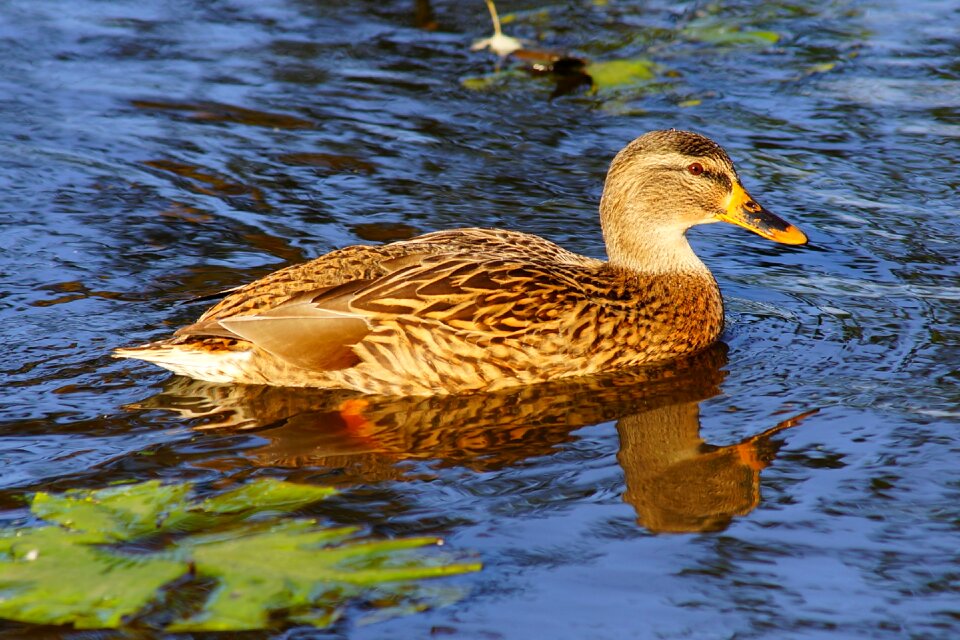Animal plumage elegant
