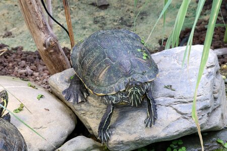 Panzer armored tortoise shell photo