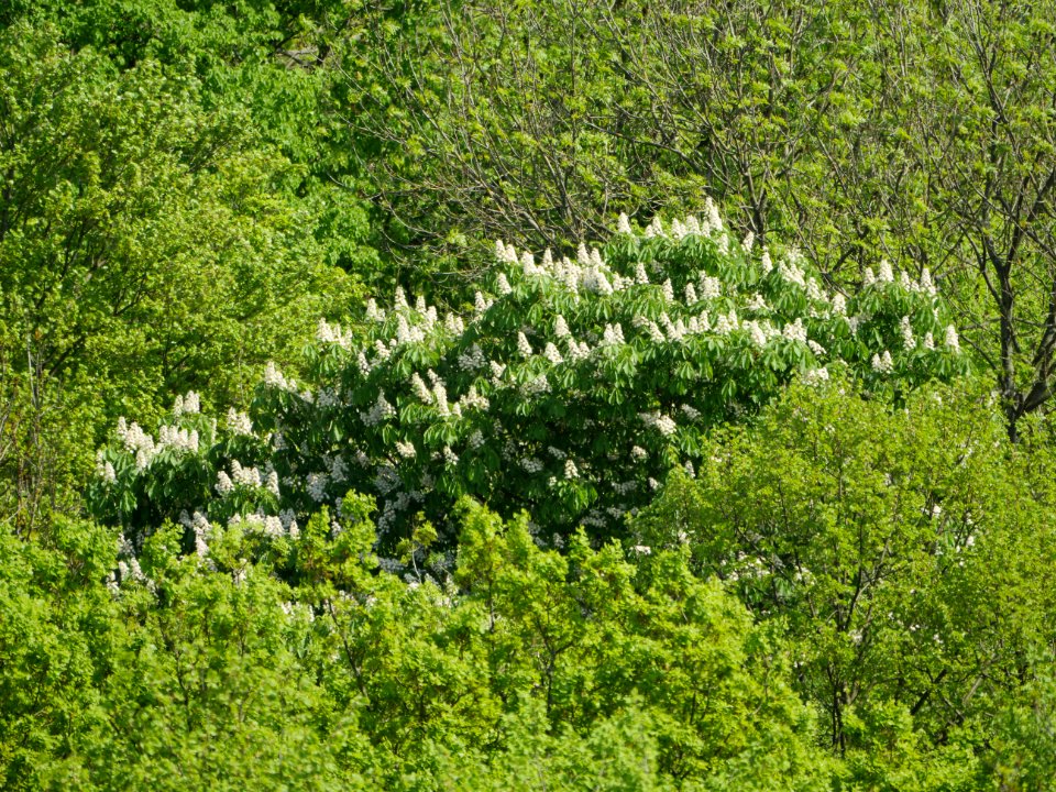 Kastanie.vom.Baumkronenpfad.Nationalpark.Hainich