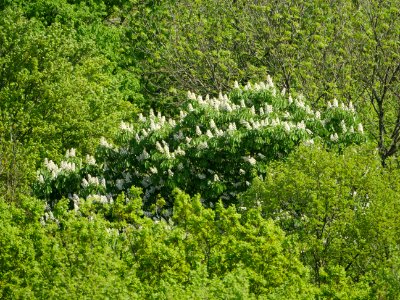 Kastanie.vom.Baumkronenpfad.Nationalpark.Hainich photo