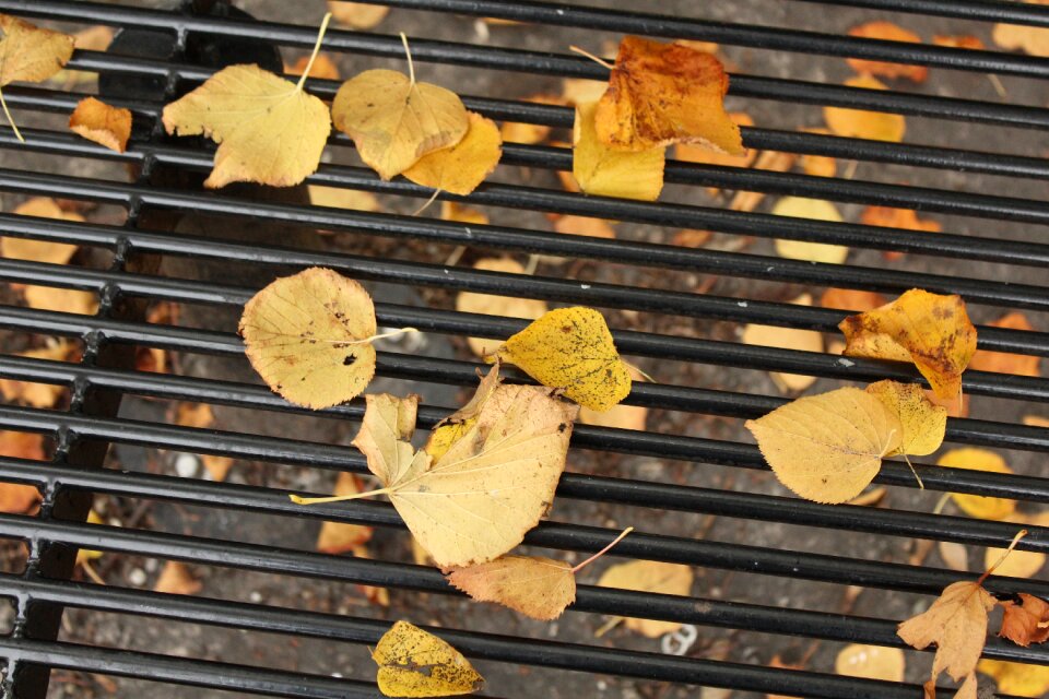 Autumn leaves season october