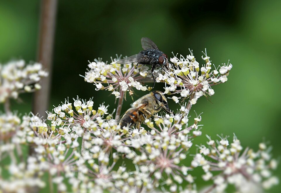 Forest wild flower insect