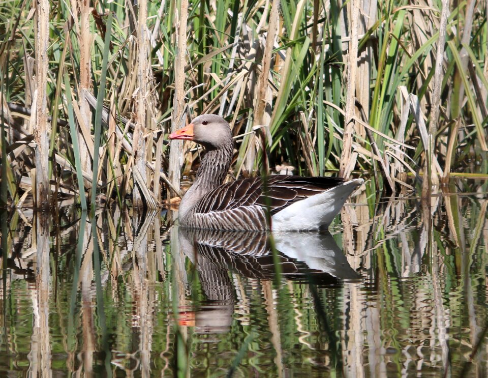 Bird nature wildlife