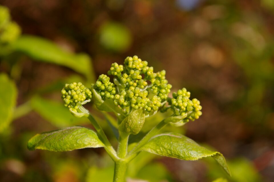 Nature climbing hydrangea