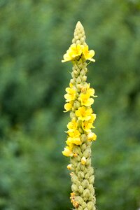 Nature flowers yellow