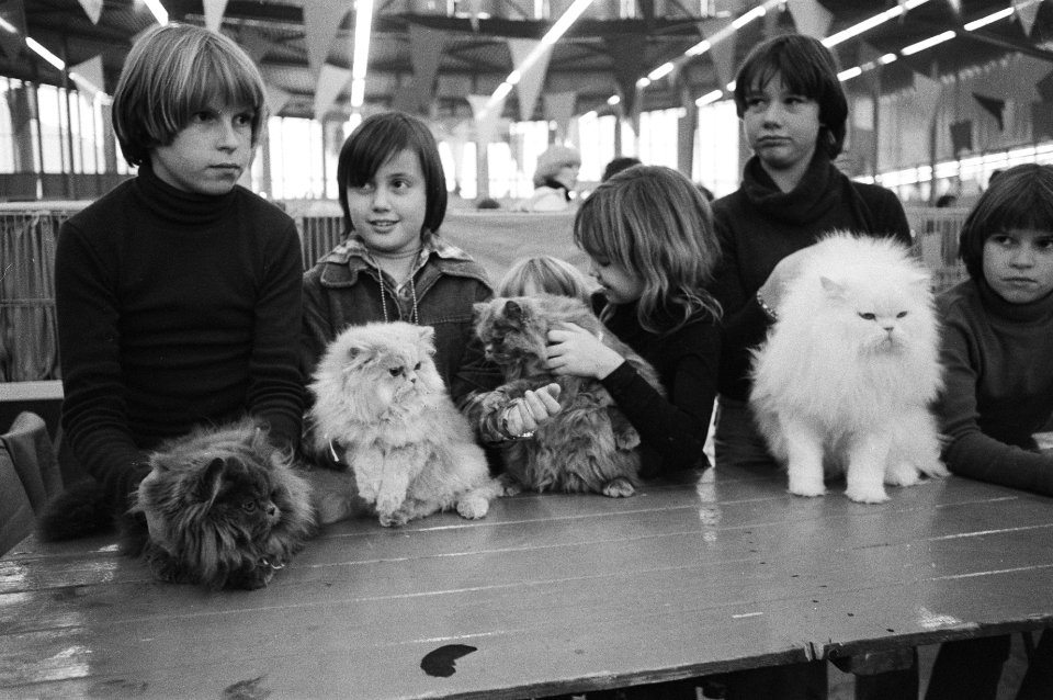 Kat-Expo in Ahoy in Rotterdam een van de deelnemende katten, Bestanddeelnr 929-4854