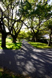 Katherine Mansfield Memorial Park - Tree lined path (2021)