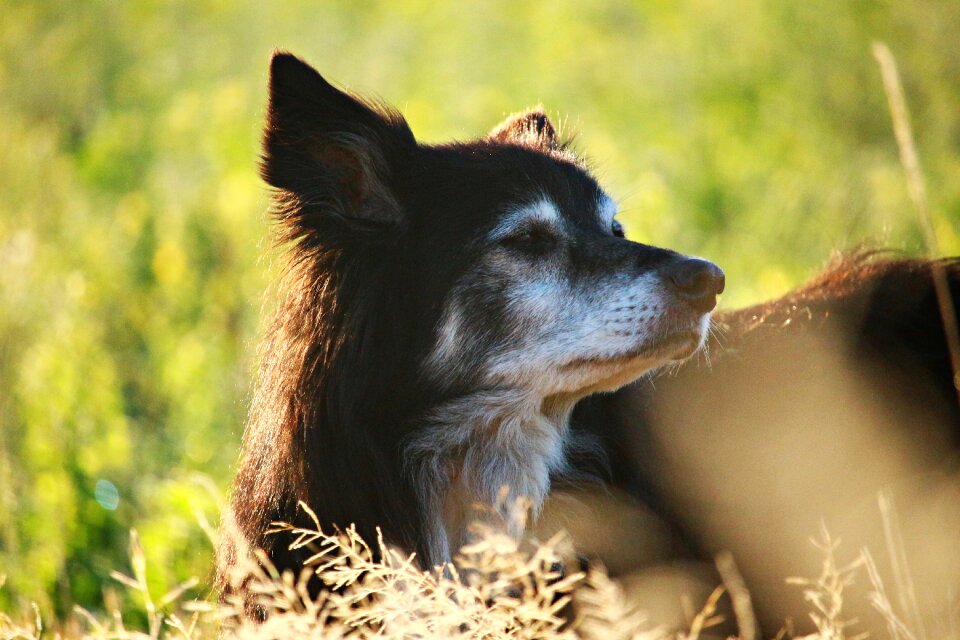 Morning light morgenstimmung british sheepdog