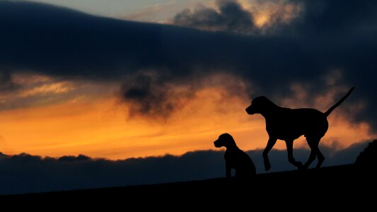 Silhouette two dogs sunset