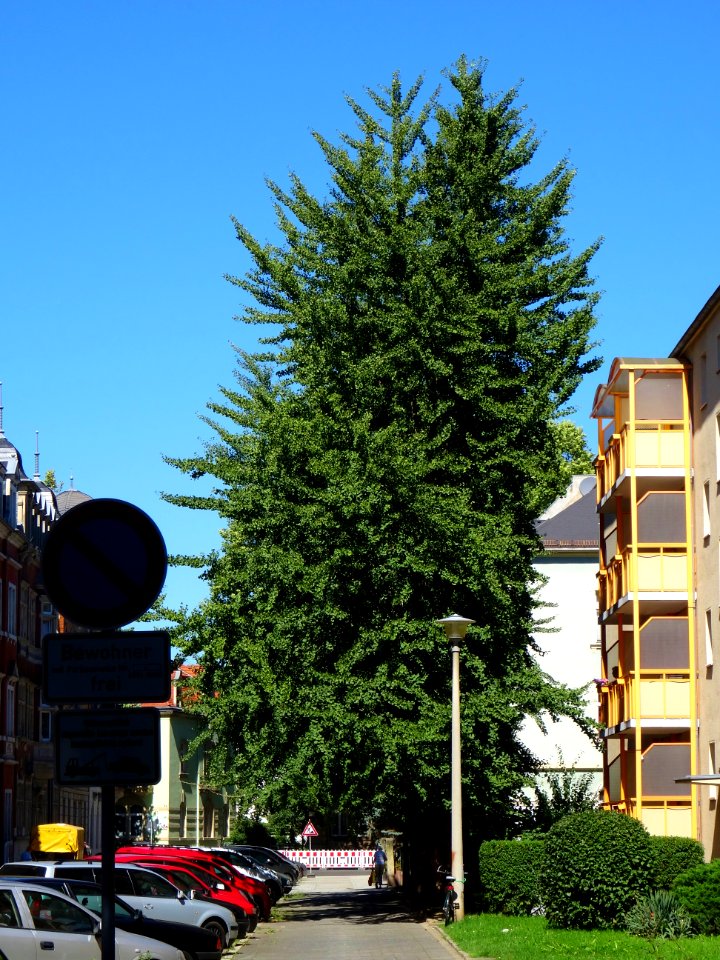 Karl-Liebknechtstraße, Pirna DSC05474