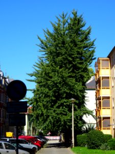 Karl-Liebknechtstraße, Pirna DSC05474