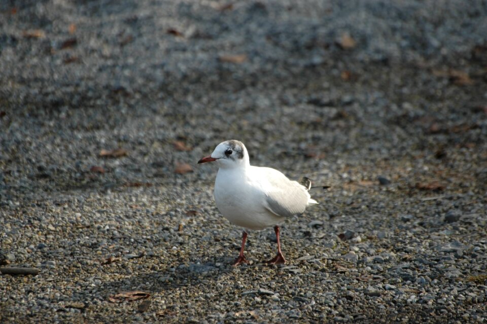 Water bird seevogel bird