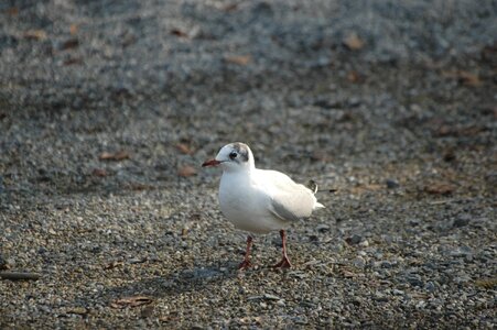 Water bird seevogel bird