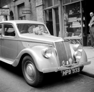 Kat op een luxe-auto in Soho, Bestanddeelnr 254-1975