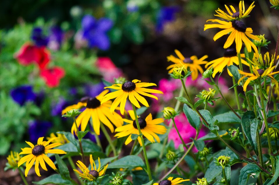 Colorful summer flowers colorful flowers