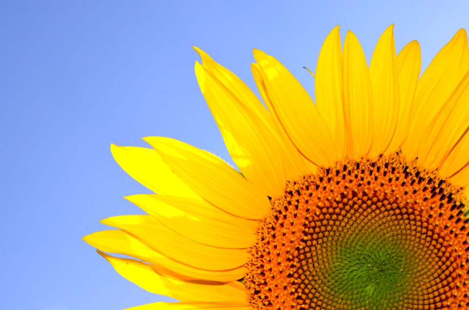 Summer sunshine sunflower