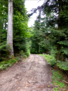 Karlsruher-Grat-2016-07-03-03