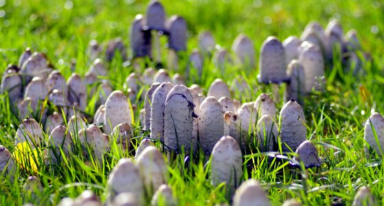 Meadow poisoning the collection of