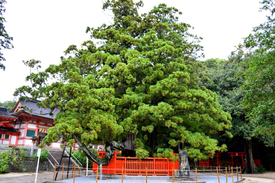Kashii-gu Aya-sugi