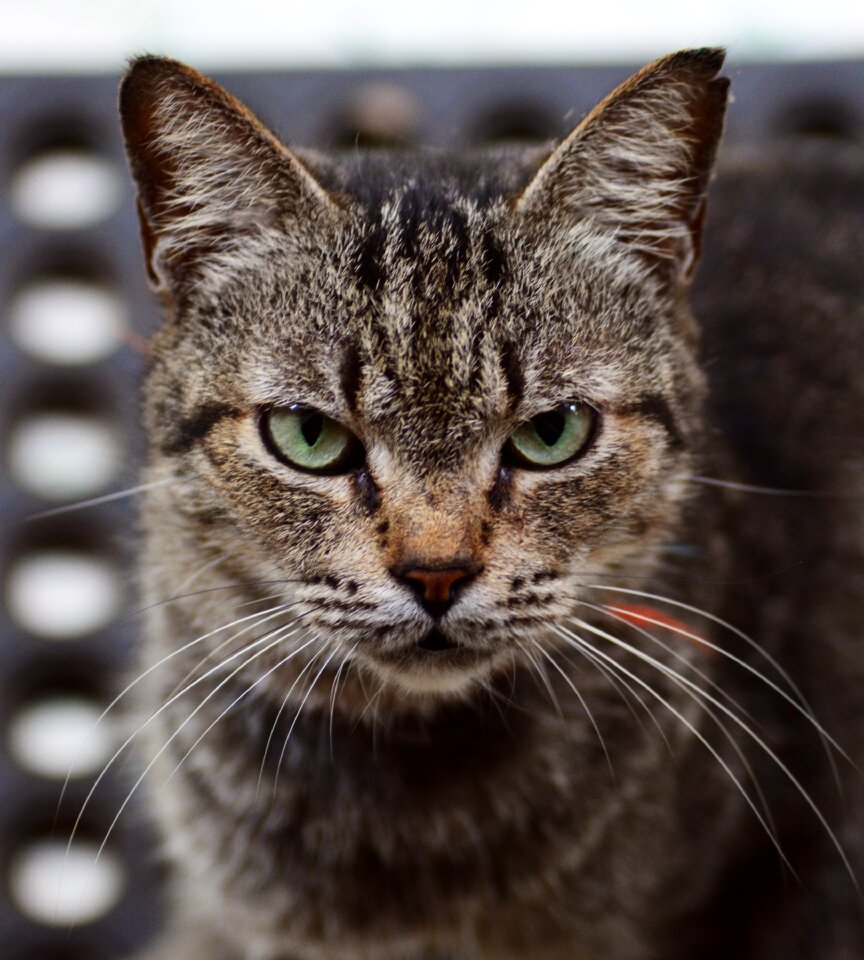 Animal domestic mammal