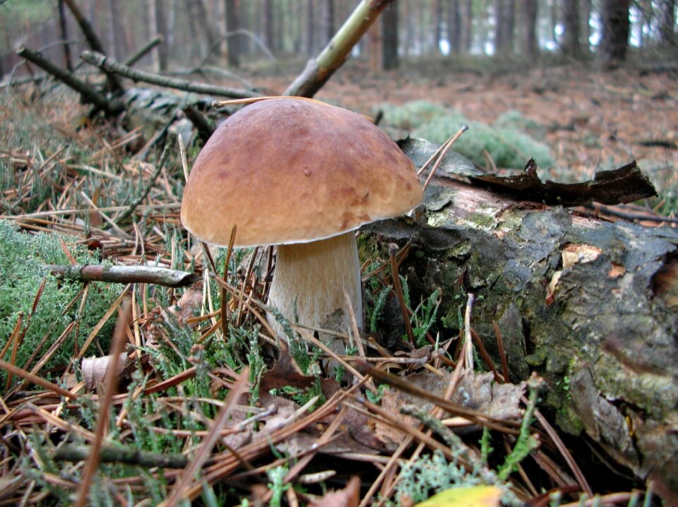Litter autumn nature