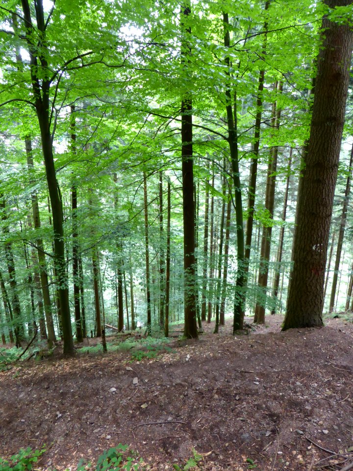 Karlsruher-Grat-2016-07-03-05