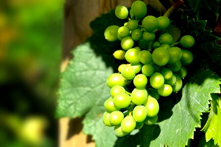 Grape close up vine photo