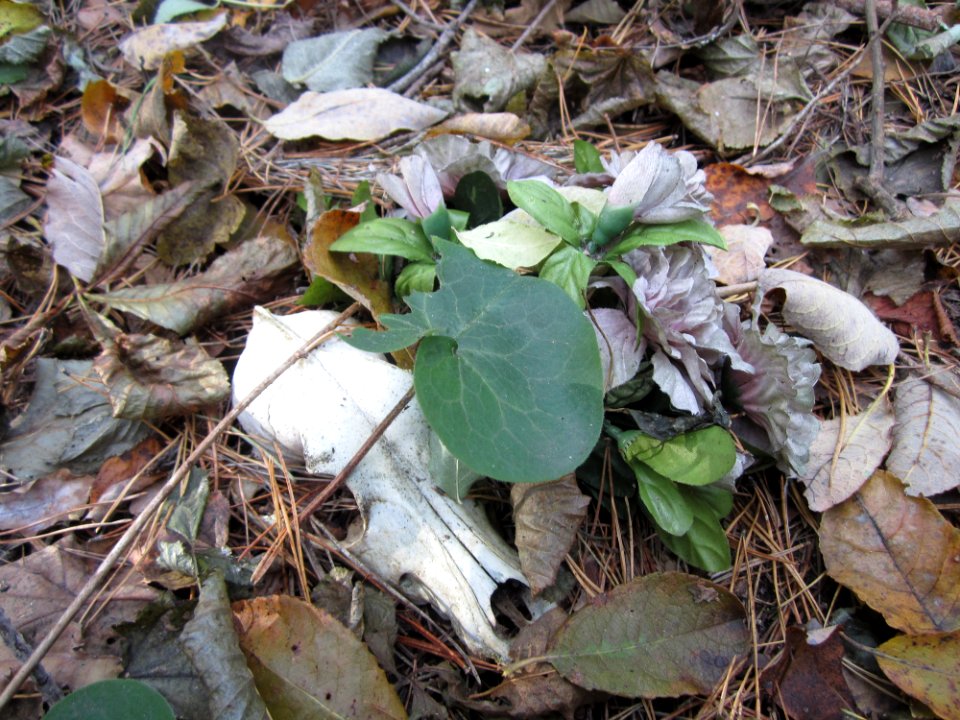 Karoliniškės Pet Cemetery, 2015 09