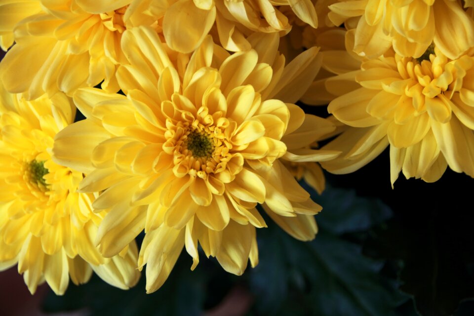 Chrysanthemum flora summer
