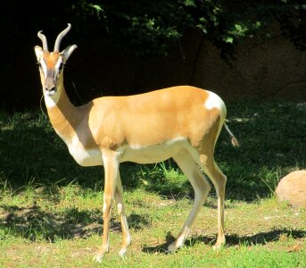 Nature animal enclosure