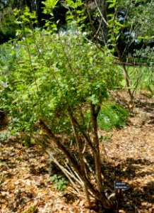 Karomia speciosa - Bok Tower Gardens - DSC02250