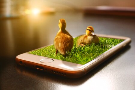 Apple brown phone brown apple