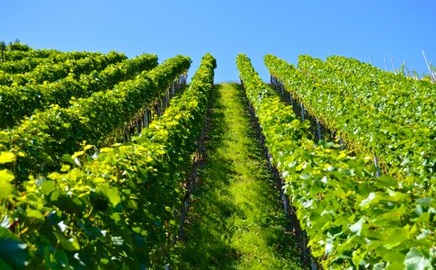Landscape winegrowing vine