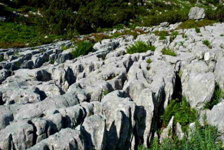 Karren am Dürrensteinplateau