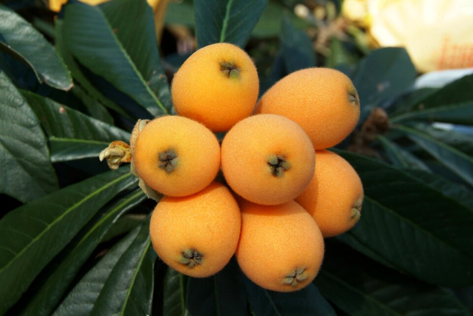 Rosaceae flowering plants chinese plum