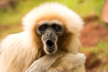 Cute animal primate photo