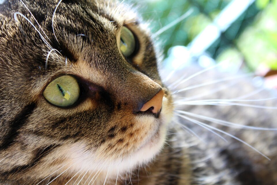 Cute tiger cat face