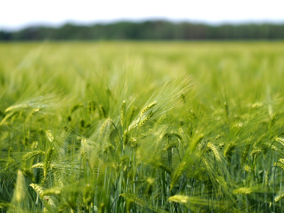 Kornfeld.im.starken.Wind.mit.Bokeh