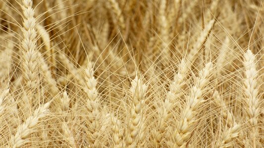 Gold field summer