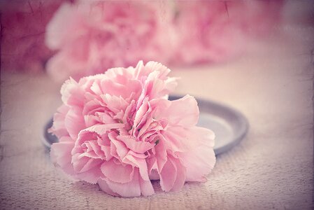 Blossom bloom petals