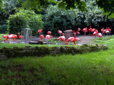 Karlsruher Flamingos by DaB