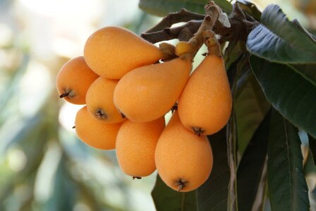 Rosaceae flowering plants chinese plum