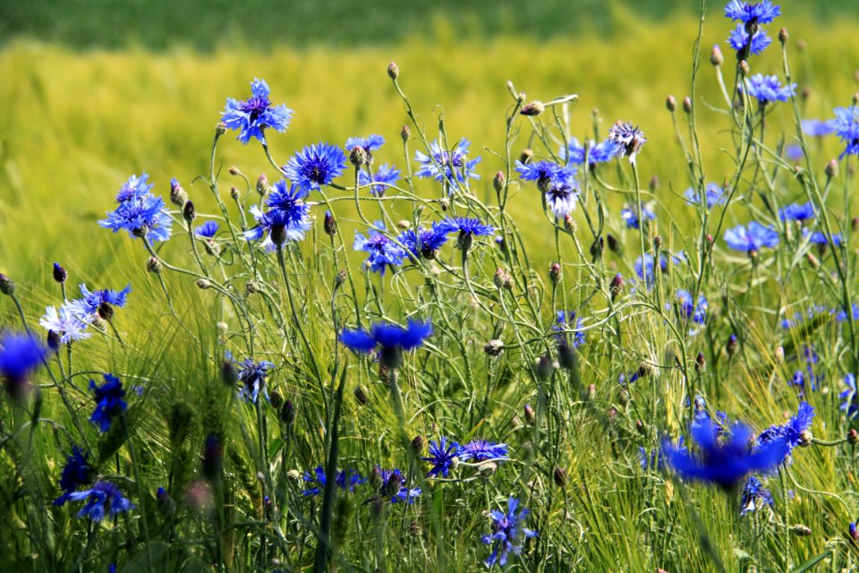 Kornblumen 2012-05-26-6833