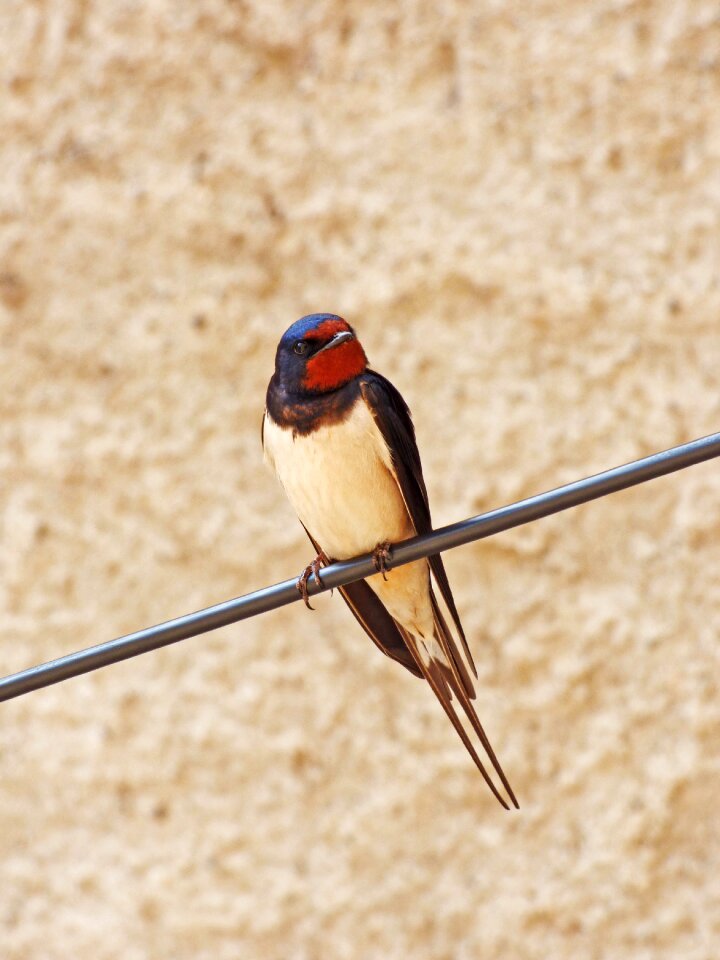 Cable hirundo rustica oreneta photo