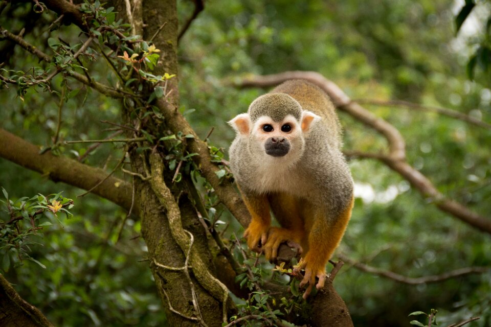 Cute animal primate