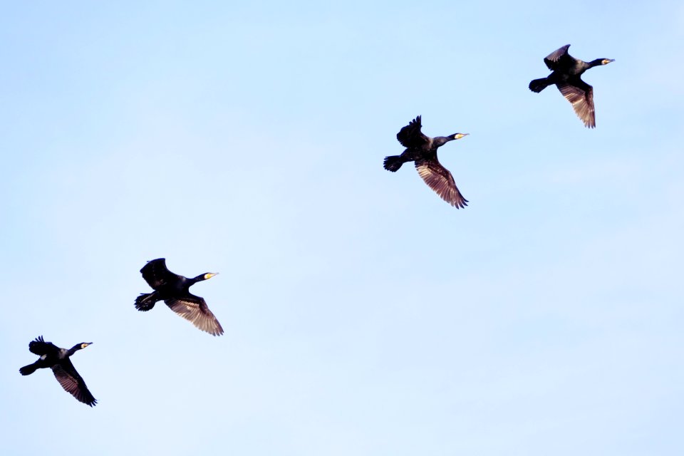 Kormorane.Formation.Krughorn